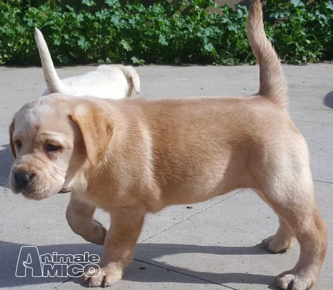 labrador miele e nero con pedigree | Foto 0