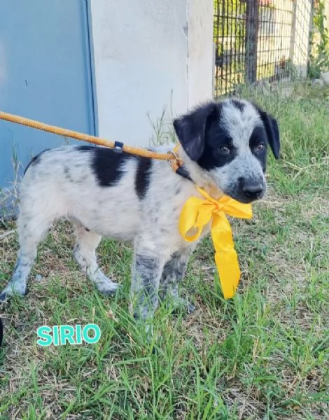 UNA MAMMA PER SIRIO  | Foto 2