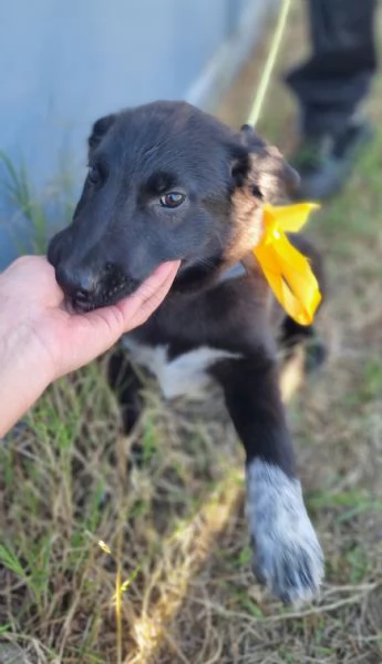 UNA MAMMA PER LUPETTA | Foto 3