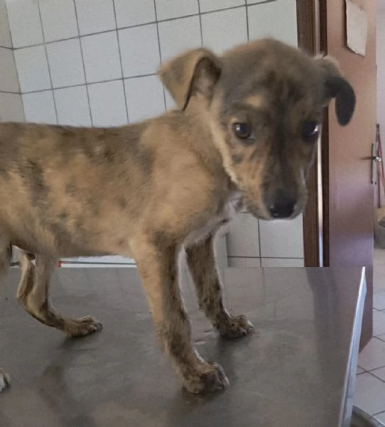 UNA MAMMA PER TIGRO | Foto 0