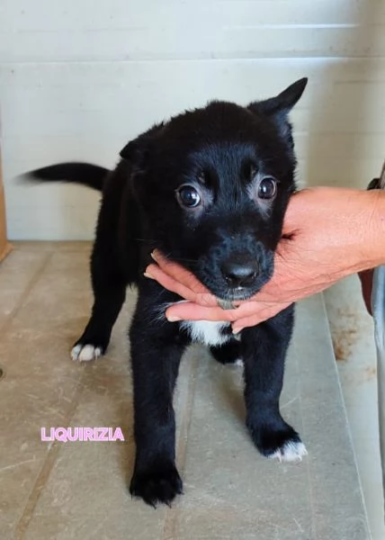 UNA MAMMA PER LIQUIRIZIA 