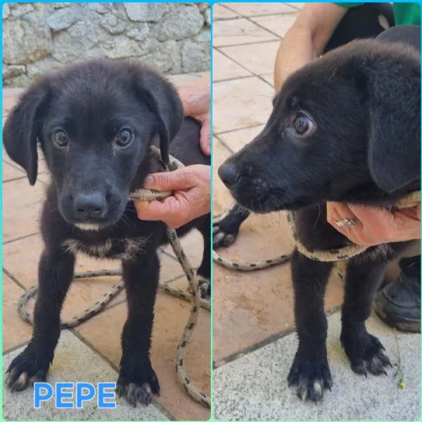 UNA MAMMA PER PEPE