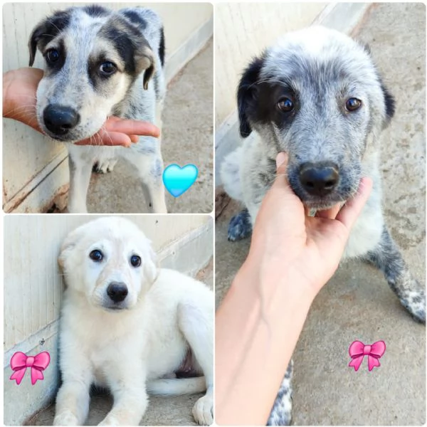CUCCIOLI MIX SETTER 