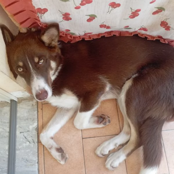 UNA MAMMA PER CHOCO | Foto 0