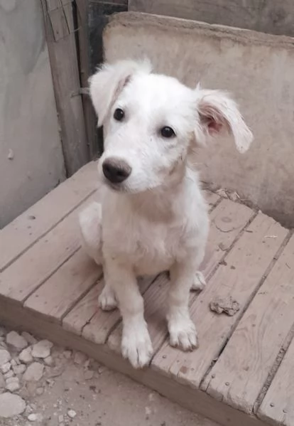 UNA MAMMA PER CHARLOTTE 