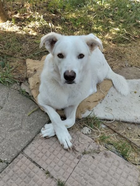 CUCCIOLONE TEDDY CERCA CASA | Foto 0