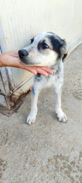 UNA MAMMA PER SID | Foto 1