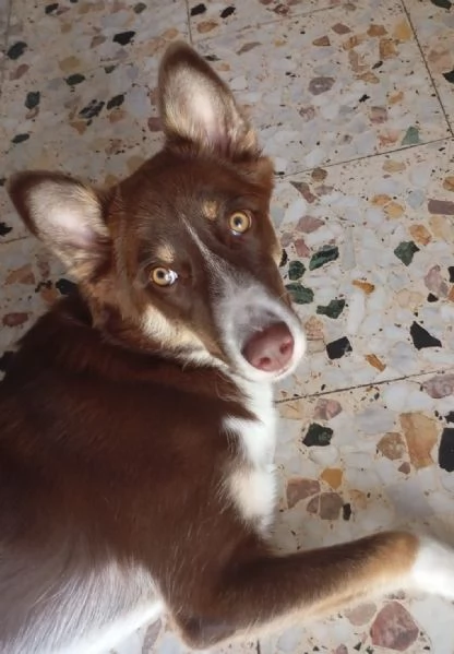 CHOCO MIX BORDER COLLIE 