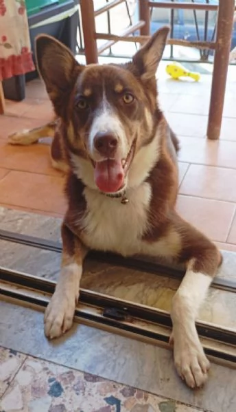 CHOCO MIX BORDER COLLIE  | Foto 2