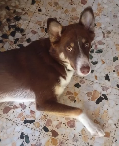 CHOCO MIX BORDER COLLIE  | Foto 1