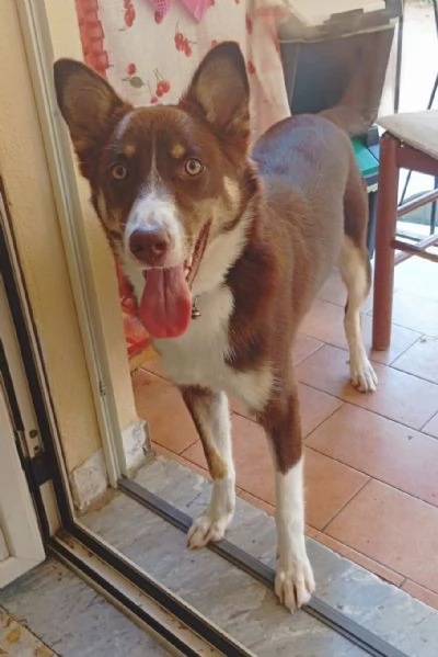 CHOCO MIX BORDER COLLIE  | Foto 0