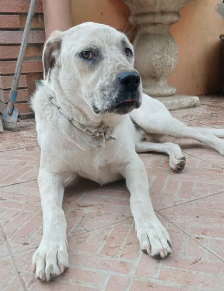 UNA MAMMA PER BENNY