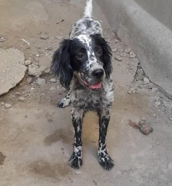 PERLA  | Foto 1