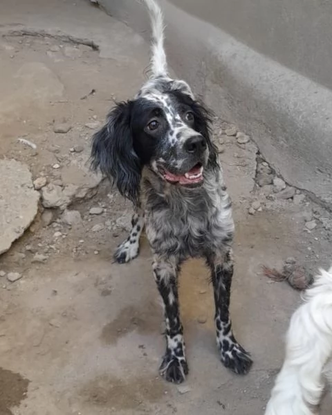 PERLA  | Foto 0