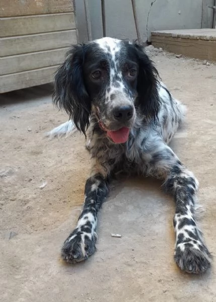 PERLA 