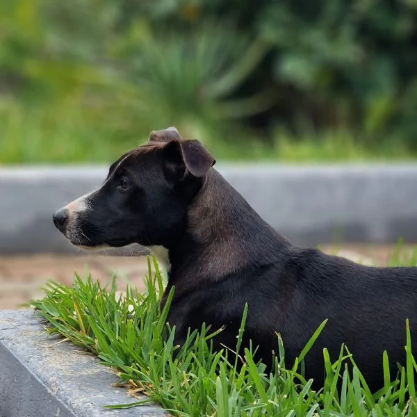 UNA MAMMA PER MAYA  | Foto 2