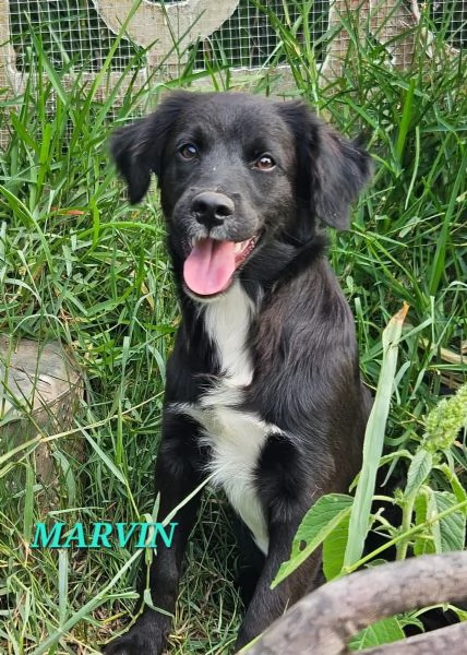UNA MAMMA PER MARVIN  | Foto 1