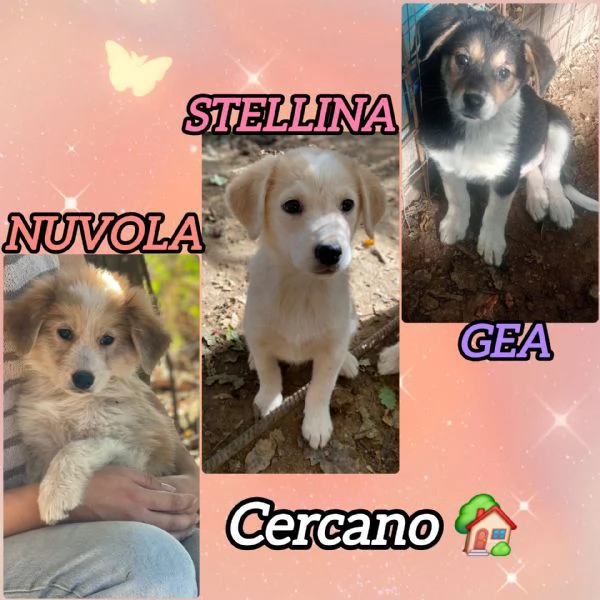 SORELLINE CERCANO CASA 