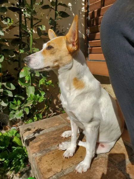 LUNA MIX JACK RUSSEL  | Foto 2