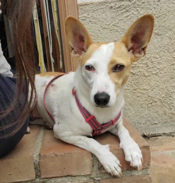 LUNA MIX JACK RUSSEL  | Foto 1