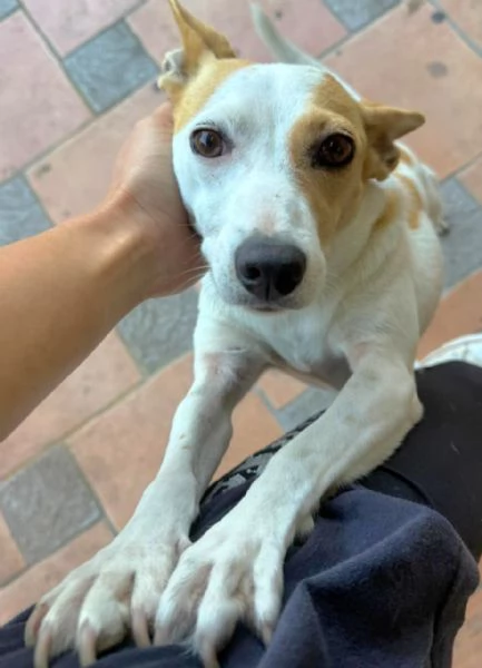 LUNA MIX JACK RUSSEL 