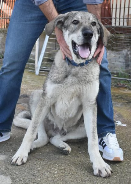 UNA MAMMA PER BALU | Foto 1