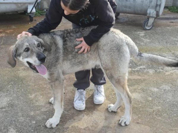 UNA MAMMA PER BALU | Foto 0