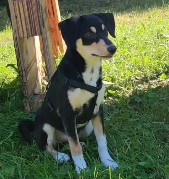 POLLY TAGLIA PICCOLA | Foto 2