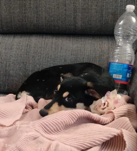 POLLY TAGLIA PICCOLA | Foto 1