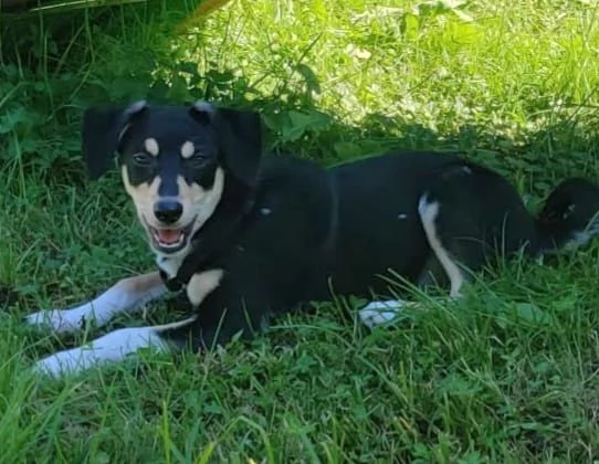 POLLY TAGLIA PICCOLA | Foto 0