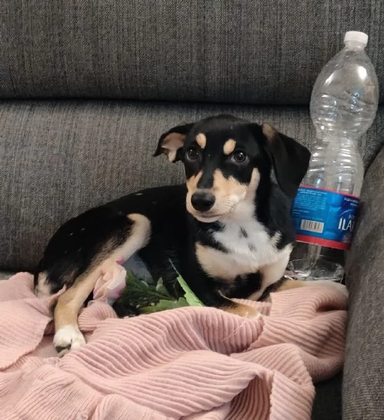 POLLY TAGLIA PICCOLA