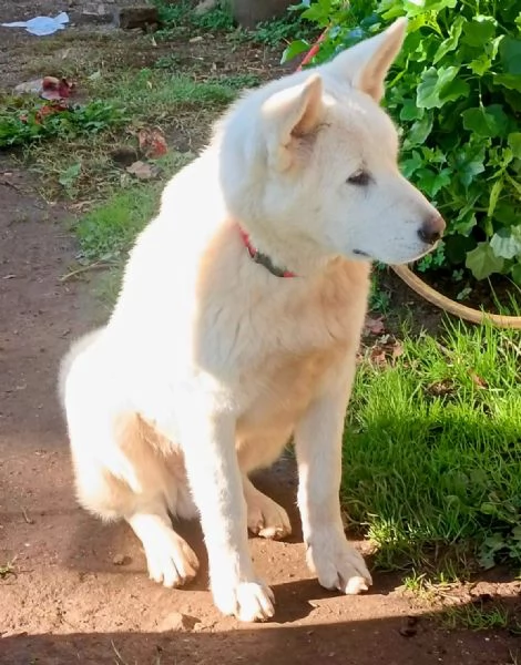 UNA MAMMA PER HIRO | Foto 5