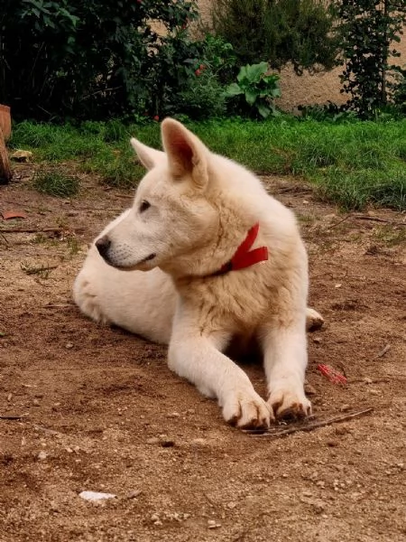 UNA MAMMA PER HIRO | Foto 0