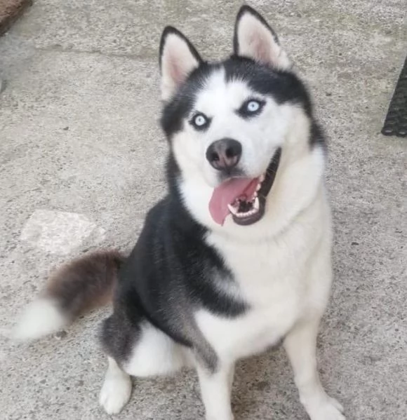 BEN MERAVIGLIOSO HUSKY  | Foto 1