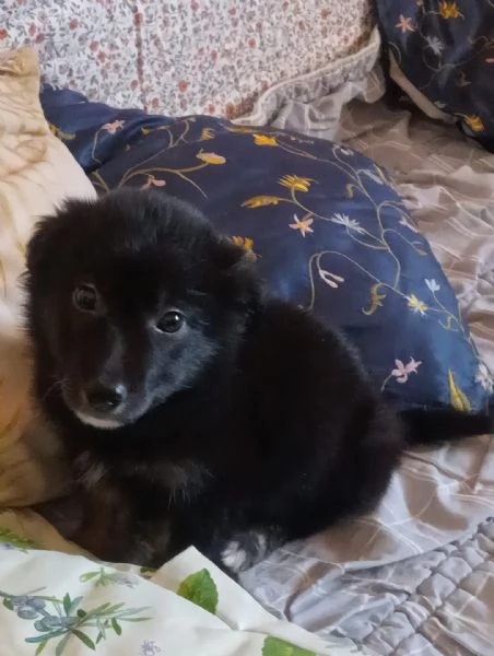 UNA MAMMA PER POLPETTA  | Foto 1