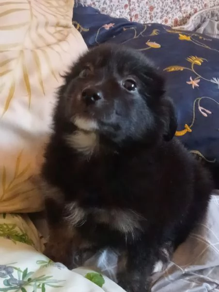 UNA MAMMA PER POLPETTA  | Foto 0