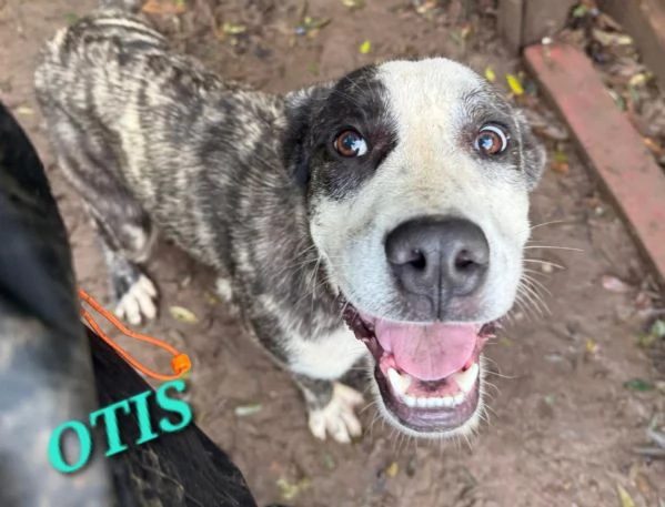 UNA MAMMA PER OTIS | Foto 1