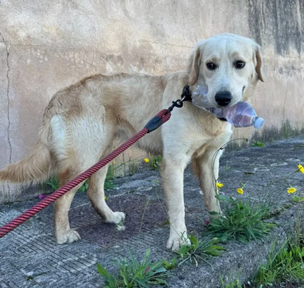 NUVOLA MERAVIGLIOSA LABRADORINA 