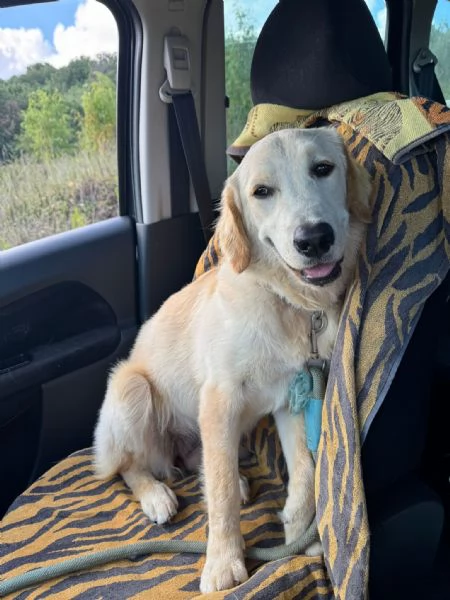 NUVOLA MERAVIGLIOSA LABRADORINA  | Foto 1