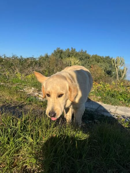 NUVOLA MERAVIGLIOSA LABRADORINA  | Foto 0