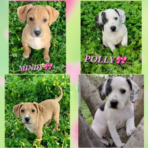 SORELLINE CERCANO CASA 