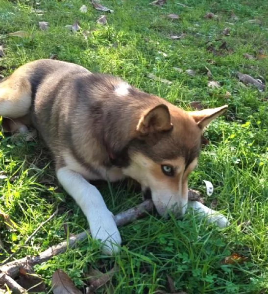 SKY E OLAF CUCCIOLI MIX HUSKY  | Foto 0