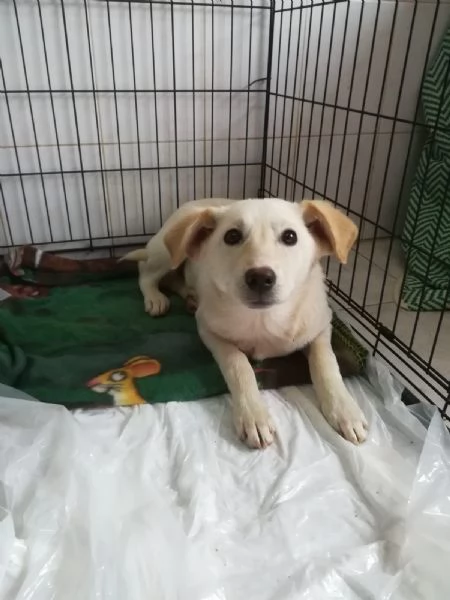 UNA MAMMA PER MERLINO | Foto 2