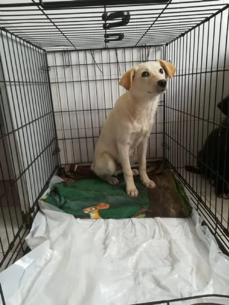 UNA MAMMA PER MERLINO | Foto 0