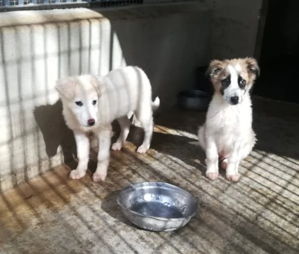 CARAMELLO E BISCOTTO  | Foto 1