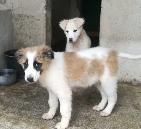 CARAMELLO E BISCOTTO  | Foto 0