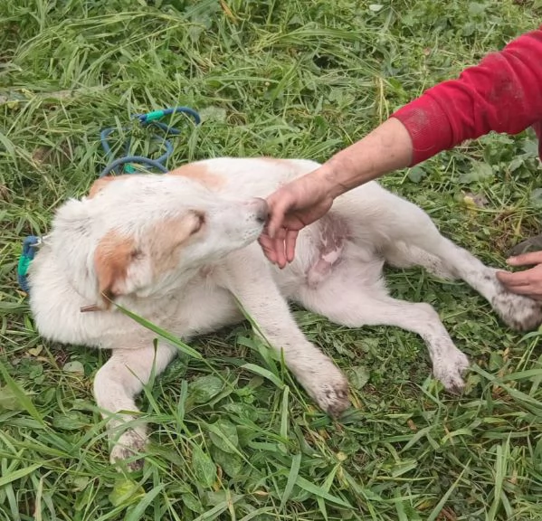 UNA MAMMA PER COOCKIE  | Foto 1
