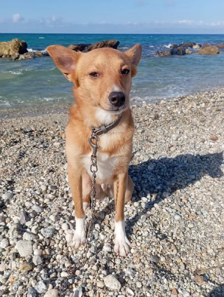 NINO TAGLIA PICCOLA  | Foto 1