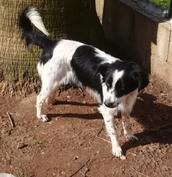 TIMMY TAGLIA PICCOLA  | Foto 1