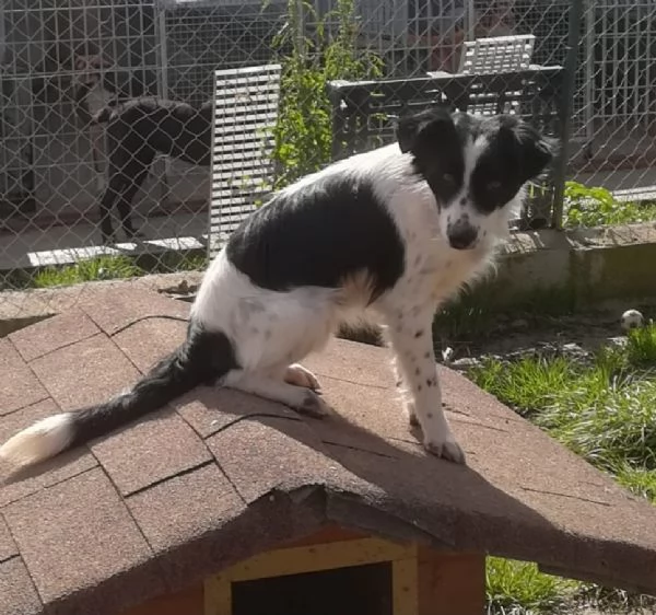 TIMMY TAGLIA PICCOLA  | Foto 0